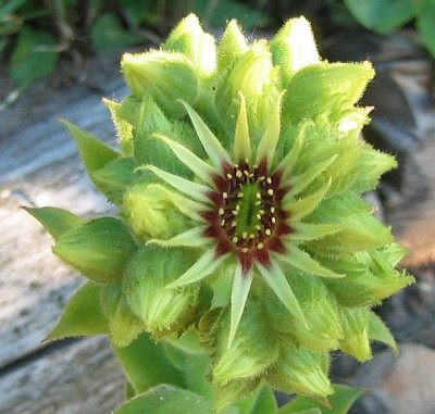 Sempervivum_wulfenii_20060611.jpg
