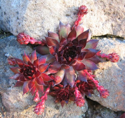Sempervivum_20060611.jpg