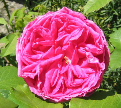 Rosa_majalis_20060611_02.jpg
