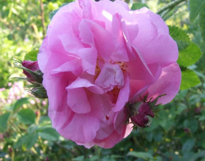 2006-06-11__celsiana.jpg