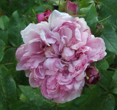 2006-06-11__jacques_cartier.jpg
