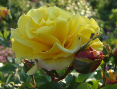 2006-06-11__lichtkoenigin_lucia.jpg