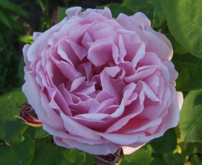 2006-06-11__mary_rose.jpg