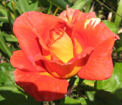 Rosa_unbekannt_20060611_01.jpg