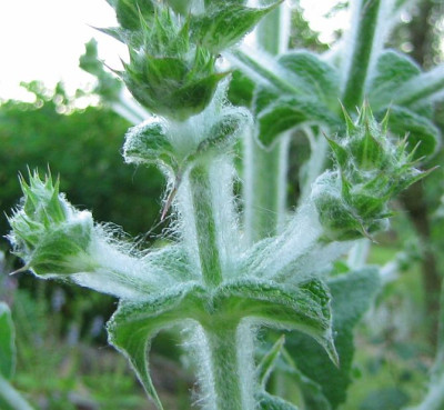 salvia_aethiopis_20060611.jpg