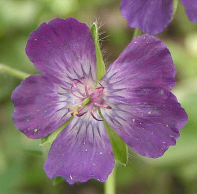 phaeum_lilly_lovell.jpg