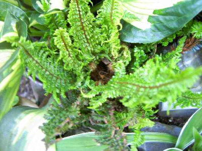 11.6..06._Dryopteris_affinis__Crispa_Gracilis_I_029.JPG