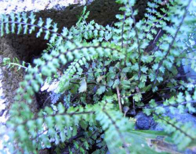 11.6..06._Asplenium_trichomanes_Incrisum__I_035.JPG
