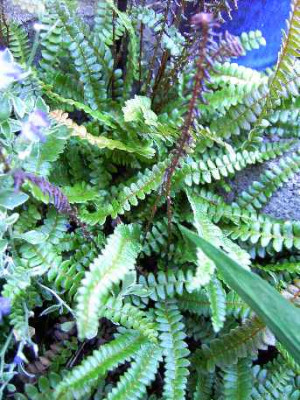 11.6..06.Blechnum_penna-marina__I_070.JPG