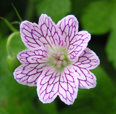 versicolor_fuenfter_juni.jpg