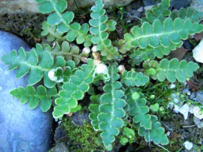 11.6..06._Asplenium_ceterach_I_039.JPG