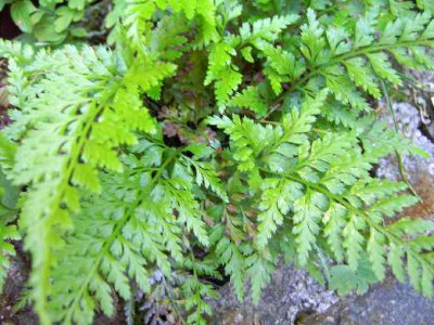 11.6..06._Asplenium_adiantum-nigrum_var._dryopteris_I_048.JPG