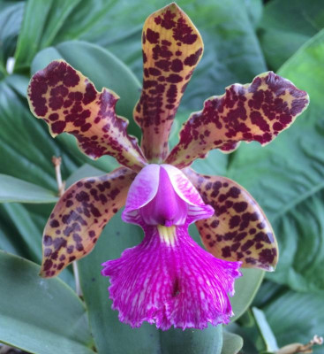 Cattleya Peckhaviensis 07-2015.jpg