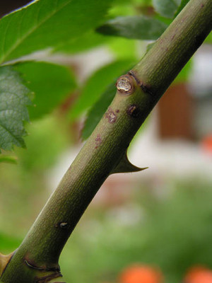 rosa_unknown_1.jpg