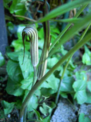 11.6..06._Arisaema_ciliatum_var._liubianense__I_010.JPG