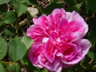 Blush_Damask.jpg