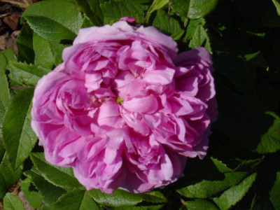 Jacques_Cartier.jpg