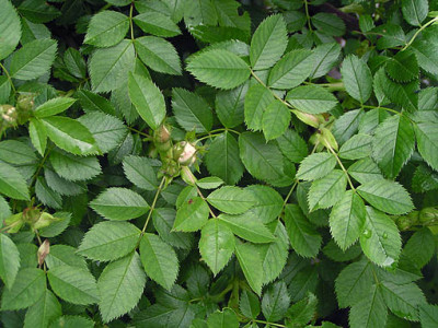 rosa_unknown_laub.jpg