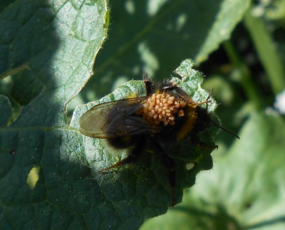 Hummel mit Paket.JPG