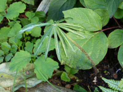 2015-07-23 Arisaema 1.jpg