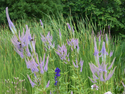 2015-07-23 Veronicastrum 'Fascination'.jpg