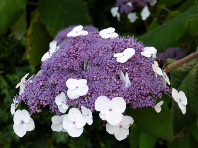 2015-07-23 Hydrangea aspera macrophylla.jpg