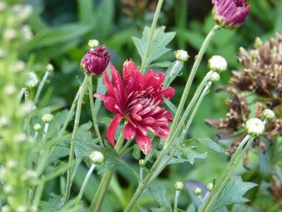 2015-07-23 Chrysanthemum 'Duchesse of Edinburgh'.jpg