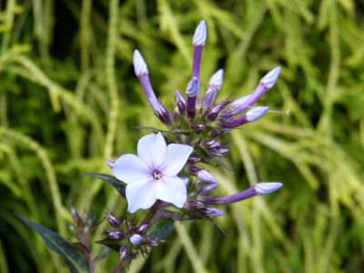 2015-07-23 Phlox 'Fliederenzian'.jpg