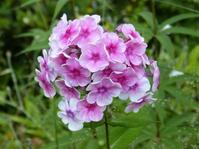 2015-07-23 Phlox 'Tüpfelchen'.jpg