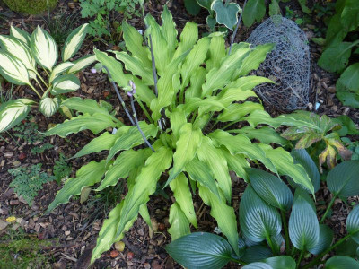 2015-07-23 Hosta 'Curly Fries'.jpg