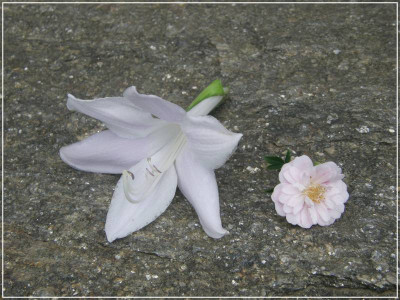 cathedral windows blüte - little rambler.JPG
