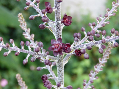 2015-07-23 Veratrum nigrum 1.jpg
