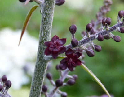 2015-07-23 Veratrum nigrum 2.jpg
