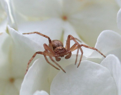 krabbenspinne-4283a-600-80.jpg