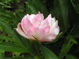 Paeonia_lactiflora.jpg