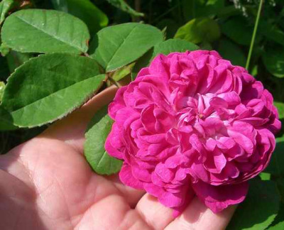 PomponR_07.JPG