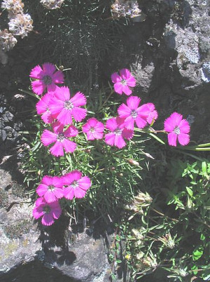 Dianthus_alpinus_fars_2006.jpg