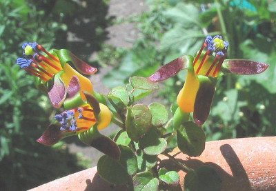 Fuchsia_procumbens_2006.jpg