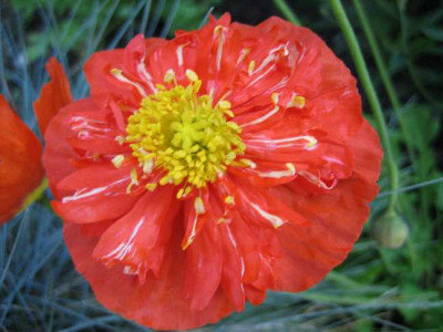 Papaver21.JPG