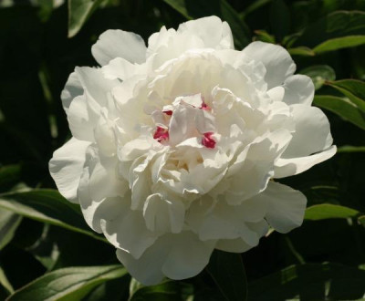 paeonia_festiva_maxima_3543.jpg