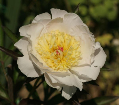 paeonia_gertrude_allen_3536.jpg