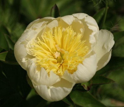 paeonia_cheddar_gold_3556.jpg