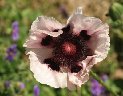 papaver_orientalis_perrys_white_3560.jpg
