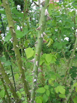 060605Lawson_Stach012.JPG