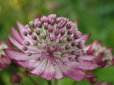 Lieblingsblume_k.jpg