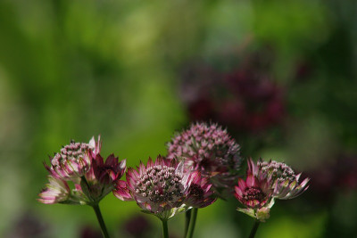 Aquarell-mit-Astrantia.jpg