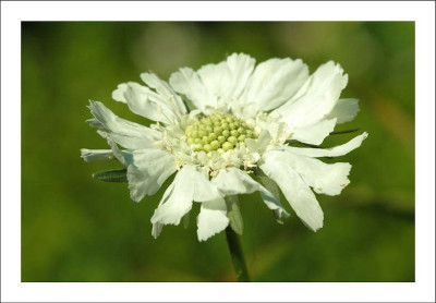 Scabiosa_1_10-06-2006.jpg
