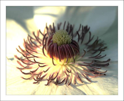 Clematis_1_09-06-2006.jpg