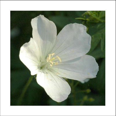Geranium__1_10-06-2006.jpg