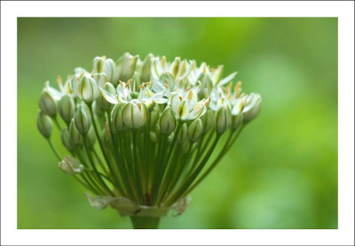 Allium_Album_1_04-06-2006.jpg